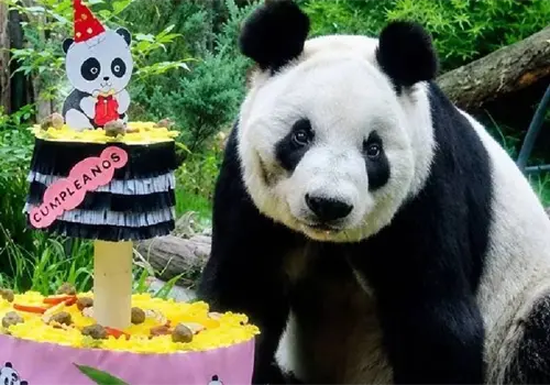 Xin Xin, panda nacido en México cumplirá 36 años