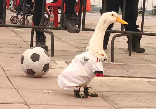 Pato Merlín será registrado ante el IMPI por su dueña