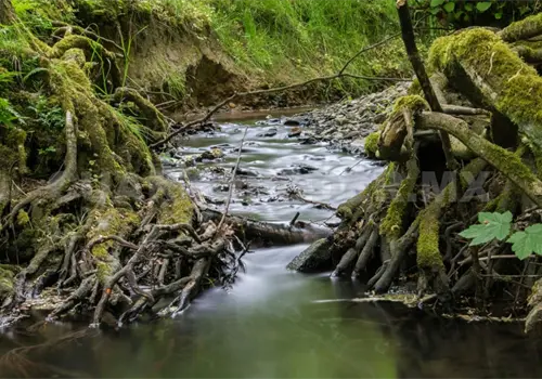 Zona Altos resguarda bosques de pino y encino