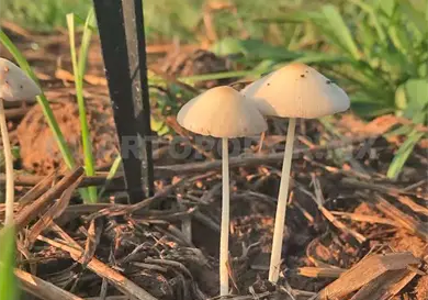 Cultivar hongos, una alternativa en Chiapas
