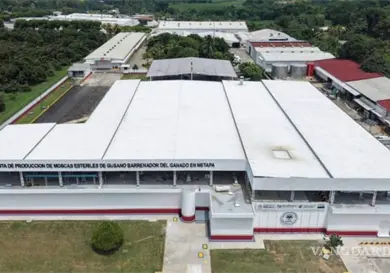 Exportadores sufren pérdida de 592 mdd por barrenador