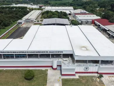 Exportadores sufren pérdida de 592 mdd por barrenador