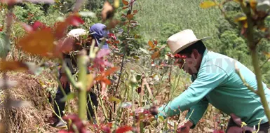 Actividades económicas de Chiapas crecen 2 %