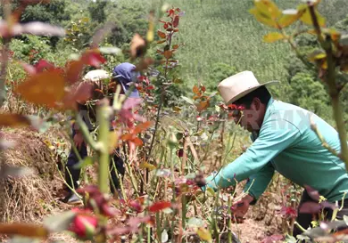 Actividades económicas de Chiapas crecen 2 %