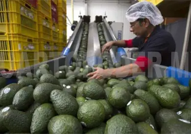 Suben 35 % exportaciones de aguacate a EE. UU.