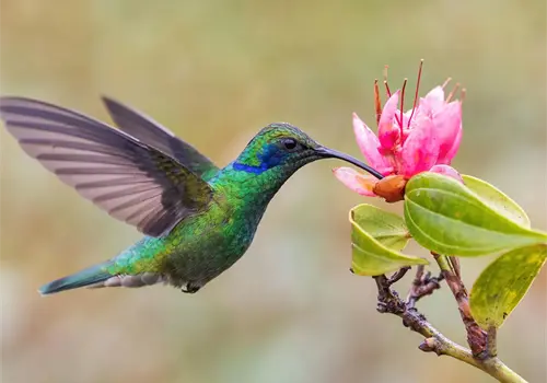 Colibríes: las pequeñas joyas del aire