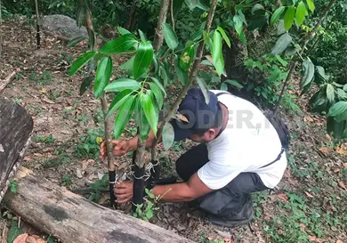 Agricultores incrementan producción de canela