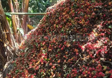 Bajos precios afectan la venta de rambután
