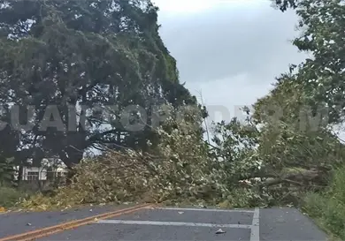 Fuertes vientos derriban árboles en carreteras