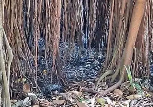 Adiós al árbol de hule de la Central Oriente