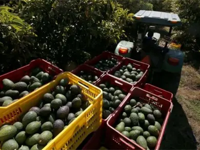 Reanudan parcialmente inspección de aguacate 