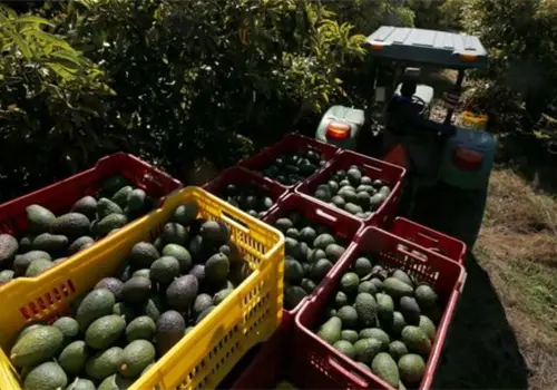 Reanudan parcialmente inspección de aguacate 