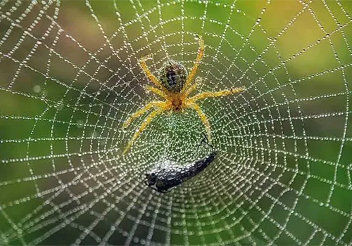 Las maestras de la telaraña