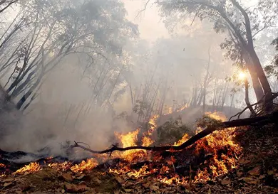 Se queman 170 hectáreas en Valle Zoque y Frailesca Se queman 170 hectáreas en Valle Zoque y Frailesca