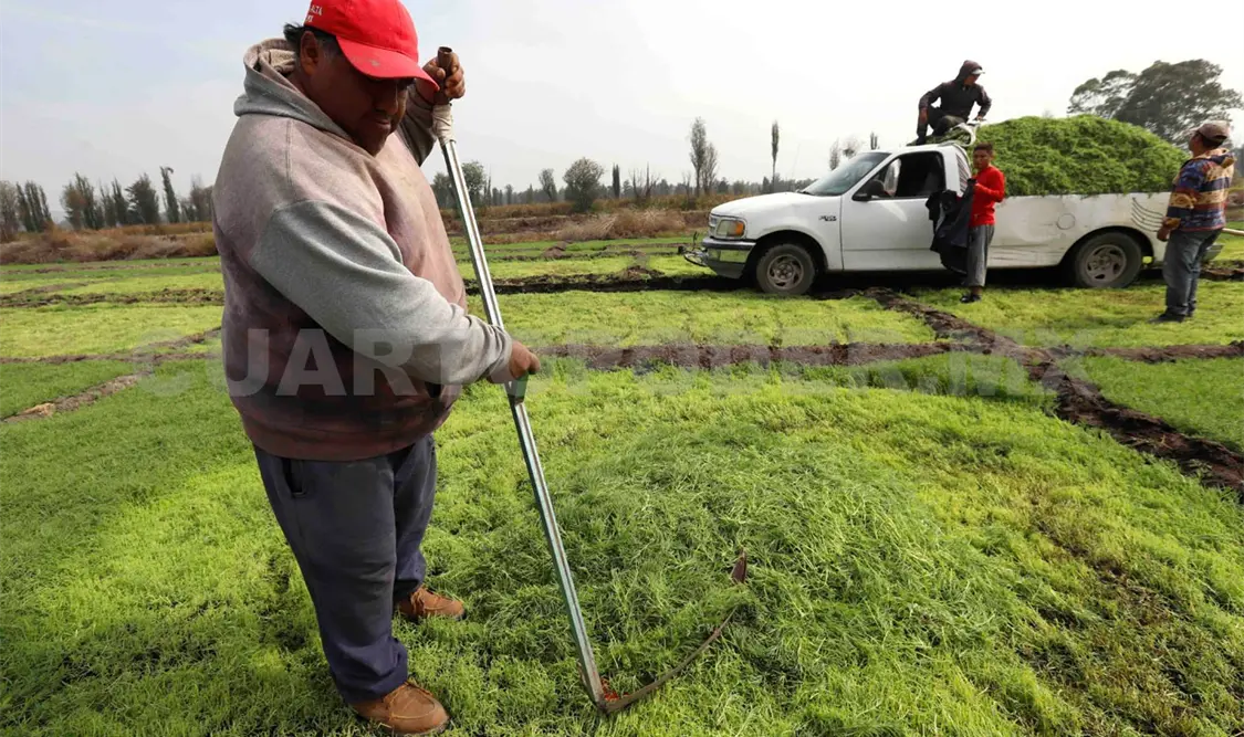 Los productores mantienen vivos los cultivos con cuidados constantes y fertilizantes orgánicos. CP