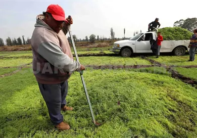 Sequía reduce la roducción agrícola Sequía reduce la roducción agrícola