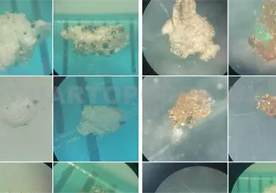 Microplásticos, ya son parte del ecosistema Microplásticos, ya son parte del ecosistema