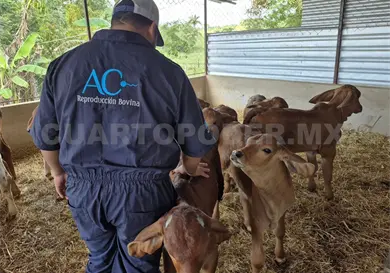 Analizan genética del ganado de Chiapas Analizan genética del ganado de Chiapas