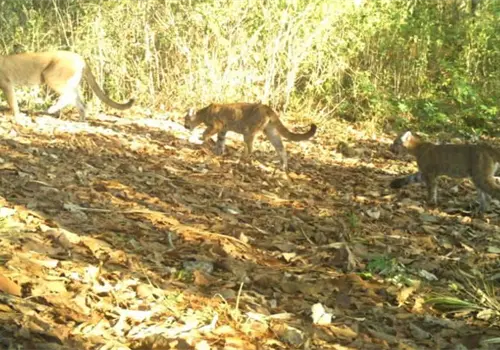 Puma y sus crías son captadas en La Sepultura