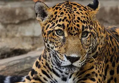 Jaguar “Gaby” no responde a tratamientos de salud Jaguar “Gaby” no responde a tratamientos de salud