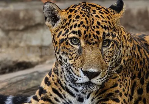 Jaguar “Gaby” no responde a tratamientos de salud