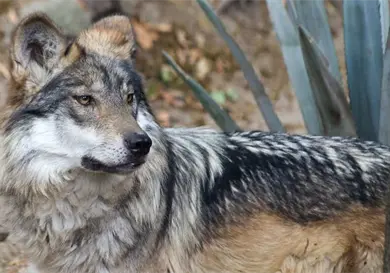 Lobo mexicano, en la mira de Trump