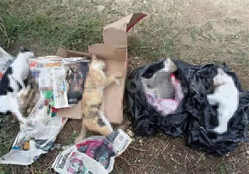 Vecinos denuncian envenenamiento de mascotas