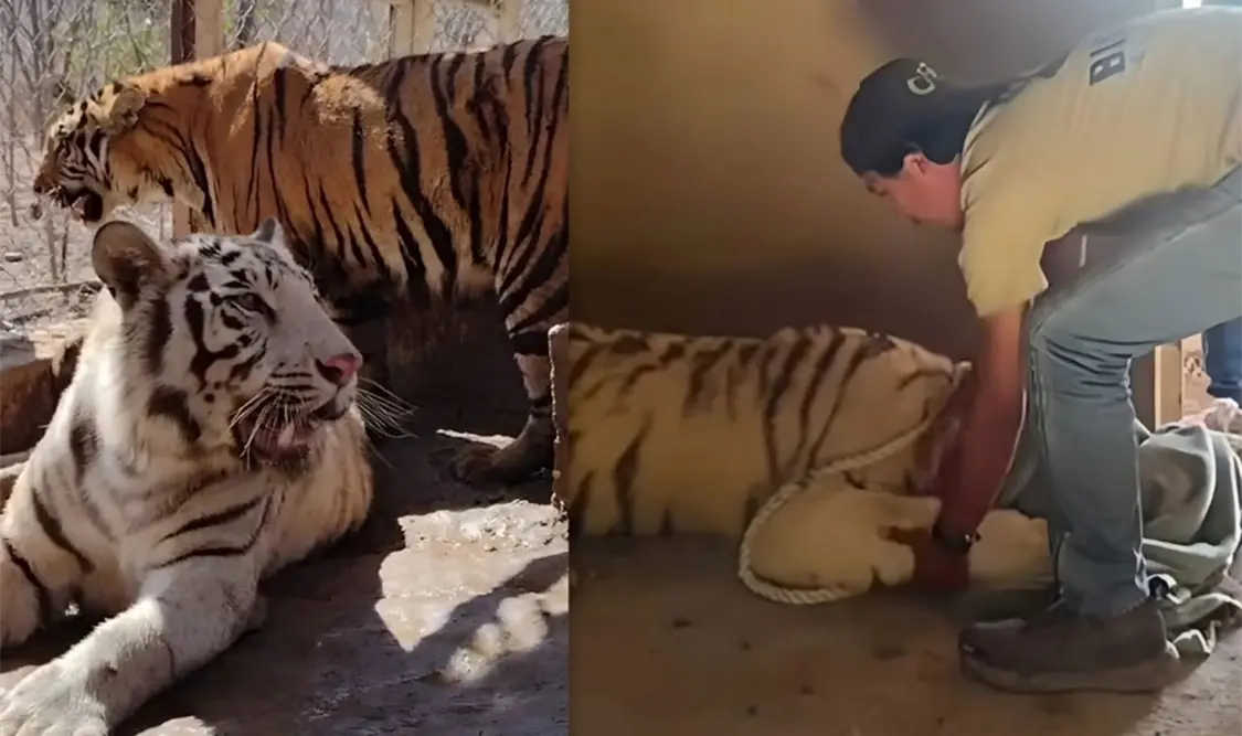 Tigre de bengala, especie en peligro por la actividad humana. Cortesía
