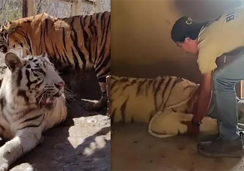 Rescatan a dos tigres de bengala en un domicilio
