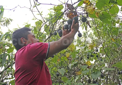 Crece producción de caña y jitomate