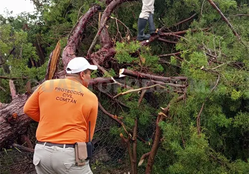 Deja lluvia árboles colapsados en Comitán