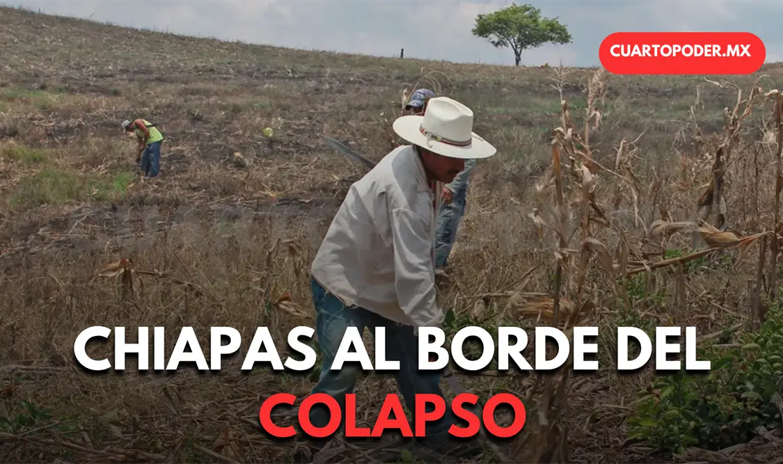 Reportan pérdidas del 90% en cultivos
