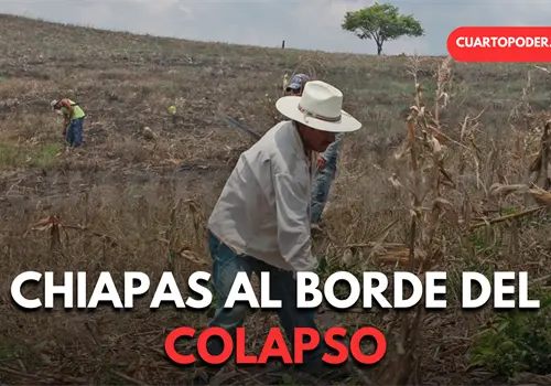 Reportan pérdidas del 90% en cultivos