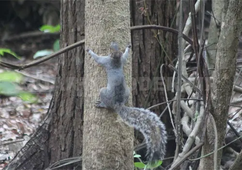 Documentan uso medicinal de fauna silvestre