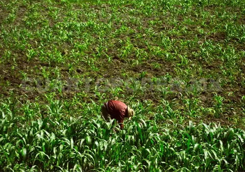 Esperan dictámenes para los apoyos a productores