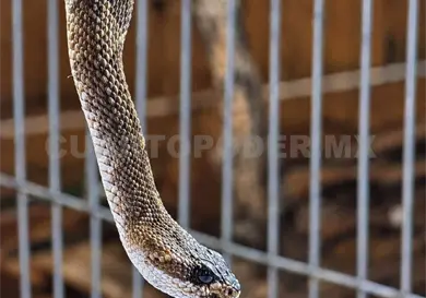 Hallan serpiente de cascabel en San Cristóbal