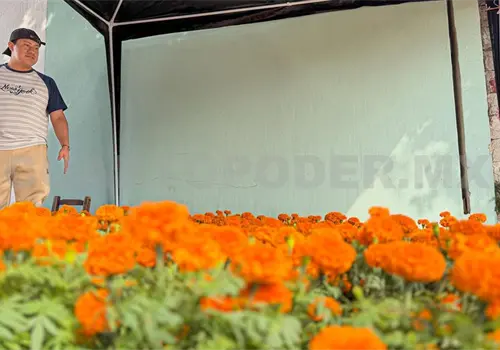 Precio del cempasúchil se eleva por escasez