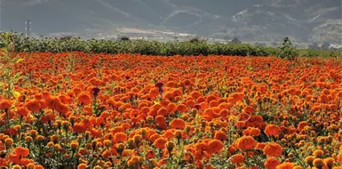 Cempasúchil: la flor que guía a las almas Cempasúchil: la flor que guía a las almas