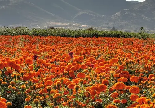 Cempasúchil: la flor que guía a las almas