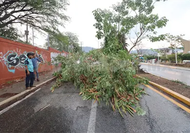 Retirarán árbol fracturado del parque Joyyo Mayu
