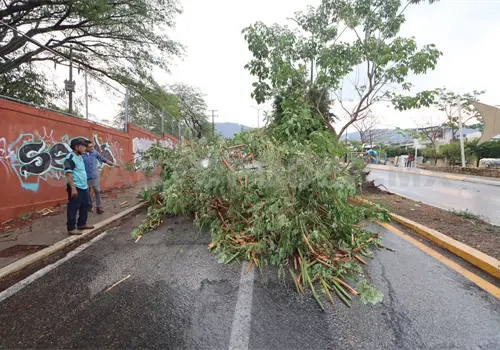 Retirarán árbol fracturado del parque Joyyo Mayu