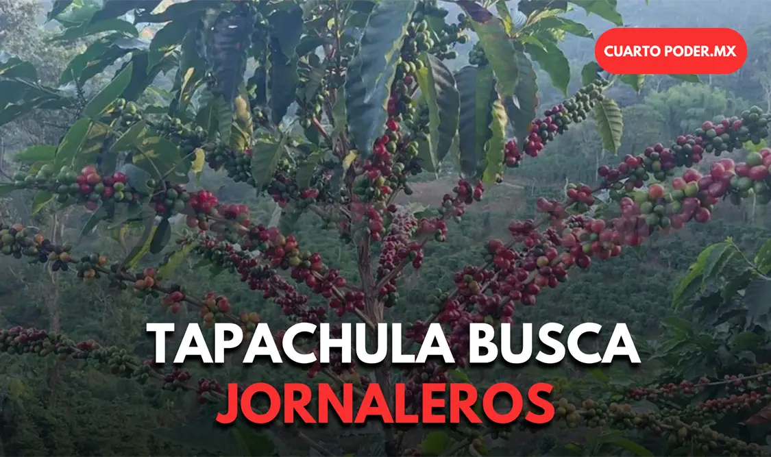 Buscan jornaleros en Guatemala para cosechar café