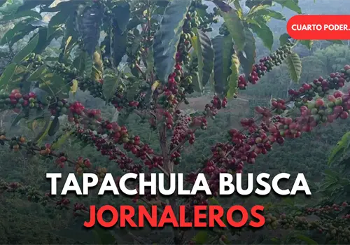 Buscan jornaleros en Guatemala para cosechar caf&eacute;